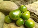 Grinch Cherry Dwarf Tomato - Image 2