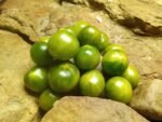 Grinch Cherry Dwarf Tomato - Image 3