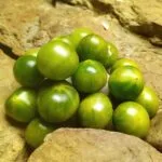 Grinch Cherry Dwarf Tomato