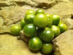 Grinch Cherry Dwarf Tomato