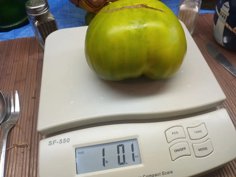 GRUB'S MYSTERY GREEN TOMATO