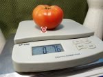 Golden Cherokee Tomato Seeds Orange Tomatoes.