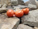 Golden Cherokee Tomato Slicing Tomatoes.