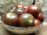 HALEY'S PURPLE COMET BICOLORED TOMATOES