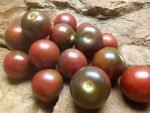 HALEY'S PURPLE COMET CHERRY TOMATOES