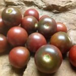 HALEY'S PURPLE COMET CHERRY TOMATOES