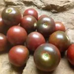 HALEY'S PURPLE COMET CHERRY TOMATOES