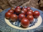 Haley's Purple Comet Tomato