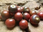HALEY'S PURPLE COMET WELL KNOWN BREEDERS TOMATOES