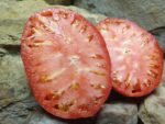 HAZEL FIELDFARMS SLICING TOMATO