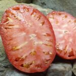 HAZEL FIELDFARMS SLICING TOMATO