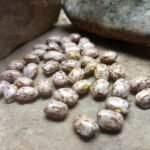 Headrick Greasy Cut Short Bean