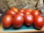 HEALTH KICK F3 OPEN POLLINATED TOMATOES