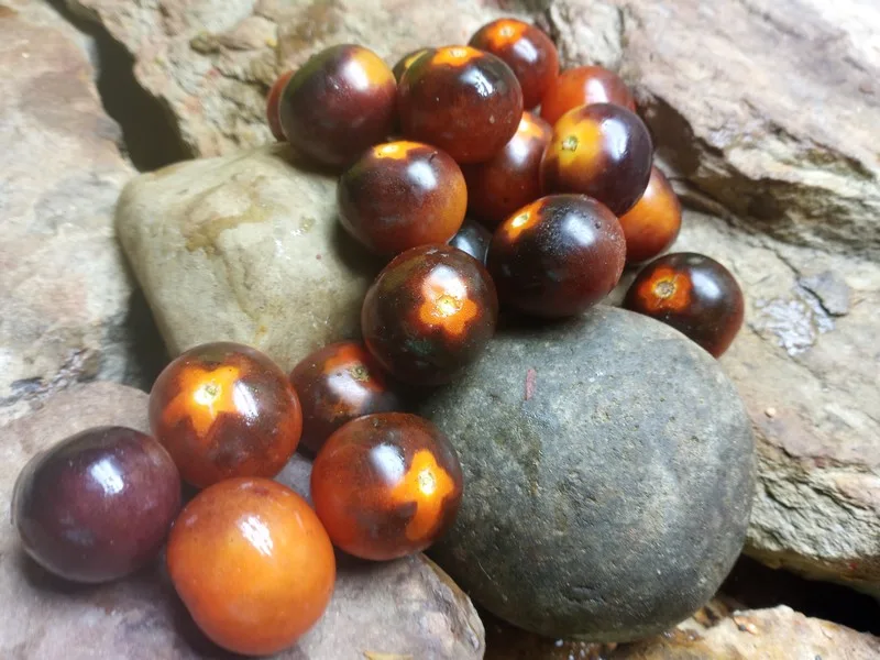 HELSING JUNCTION BLUES TOMATO CHERRY