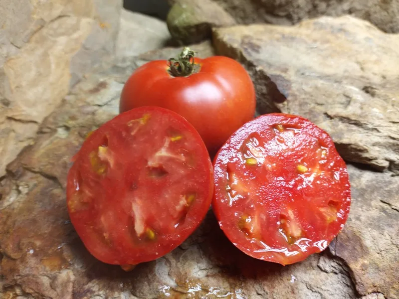 HIENZ 2274 HEIRLOOM TOMATO