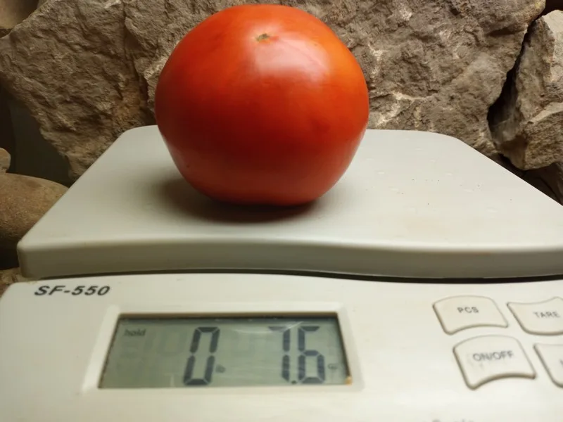 Heinz 2274 Tomato