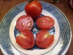 HOWARD BYRON INDETERMINATE TOMATOES