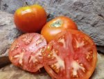 HOWARD BYRON NEW 2020-2021 TOMATOES