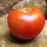 HOWARD BYRON SLICING TOMATO