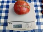HUNK PAPA 1 POUND PLUS TOMATO