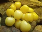 ICE CHERRY INDETERMINATE TOMATOES