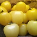 ICE CHERRY NEW TOMATOES