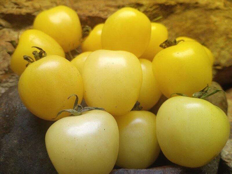 Slicing Tomato Seeds - Fantome du Laos