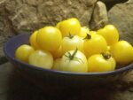 ICE CHERRY WHITE TOMATOES