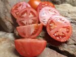 IVAN INDETERMINATE TOMATOES