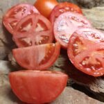 IVAN INDETERMINATE TOMATOES