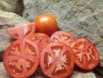 IVAN NEW TOMATOES