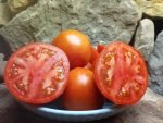 IVAN RED TOMATO