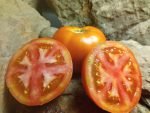 IVAN SLICING TOMATOES