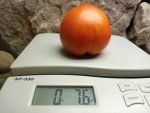 IVAN TOMATO