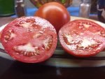 JETSTAR F2 BREED YOUR OWN TOMATOES