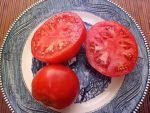 Jetstar F2 Tomato