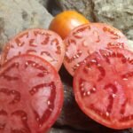 JETSTAR F3 OPEN POLLINATED TOMATOES