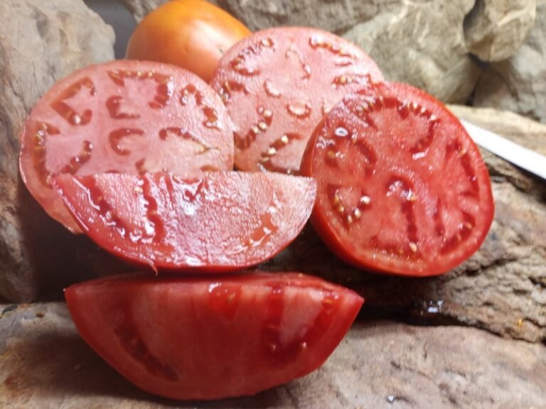 Jetstar (F3) Tomato Seeds For Sale At Bounty Hunter Seeds!