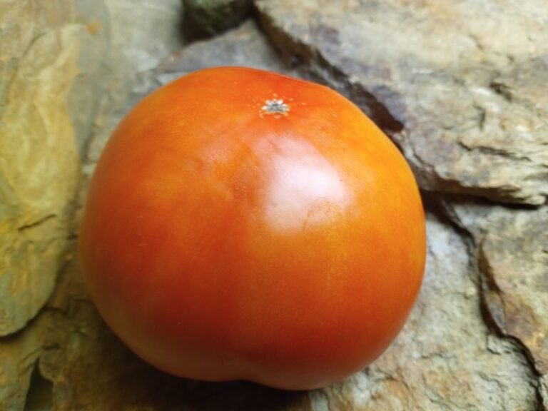 Jetstar (F3) Tomato Seeds For Sale At Bounty Hunter Seeds!