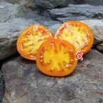 Mandarin Cross Tomato