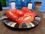 Jersey Giant Tomato Elongated Tomatoes.