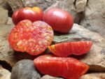 KENTUCKY PLATE BEEFSTEAK TOMATOES