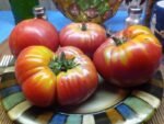 KENTUCKY PLATE HEIRLOOM TOMATOES