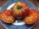KENTUCKY PLATE INDETERMINATE TOMATO