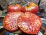 KENTUCKY PLATE SLICING TOMATOES