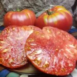 KENTUCKY PLATE SLICING TOMATOES
