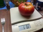 Kentucky Plate Tomato