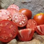 KNAUSS OXHEART INDETERMINATE TOMATOES