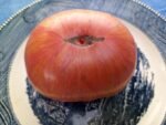 KOZULA 137 STRIPED TOMATO