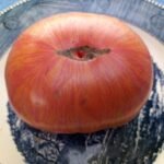 KOZULA 137 STRIPED TOMATO